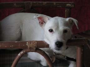 Belle, Soulful x