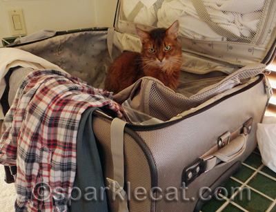 My human had better never use this suitcase!