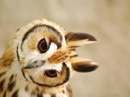 barn owl