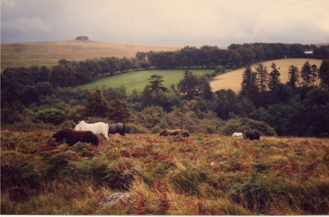 dartmoor ponies