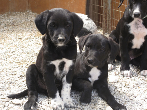 skiathos dog shelter