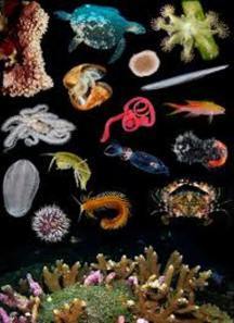 ocean biodiversity