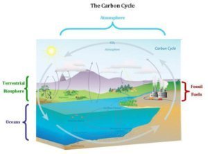 carbon_cycle