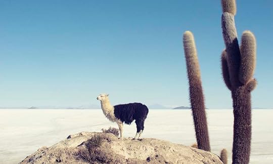 Lama above the salt flats