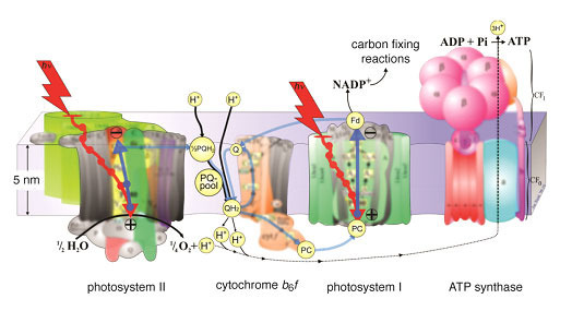 Figure 1. The photosynthetic apparatus associated with the light dependent reactions of photosynthesis is shown. The energy transfer pathways involved in photosynthesis are depicted as red arrows, electron transfer pathways as blue arrows, and the proton transfer pathways as black arrows. Image courtesy of Jon Nield adapted by Joris Snellenburg.