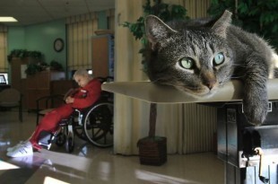 Miley healing cat