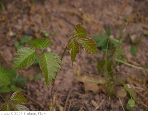 'Poison ivy' photo (c) 2007, Erutuon - license: http://creativecommons.org/licenses/by-sa/2.0/