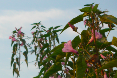 Screen Shot 2013-12-07 at 7.44.57 AM