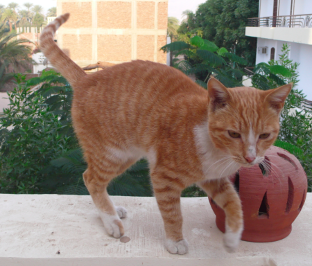 Screen Shot 2013-12-07 at 7.50.20 AM