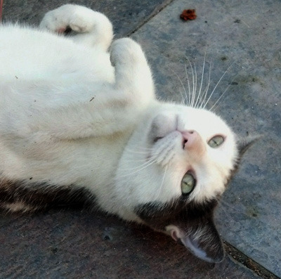 Pet Parader