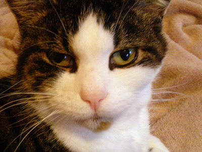 Boycat, Girly Name