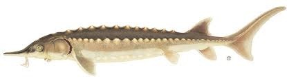 Sturgeon2
