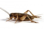 crickets3