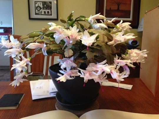 Xmas Cactus