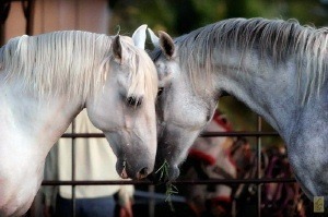courtship_bvc (2)