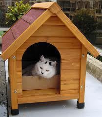 The cat in the doghouse (flickr)