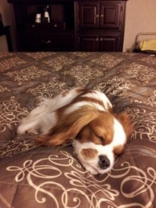 SleepyPuppy