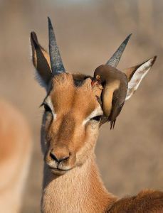 antelope