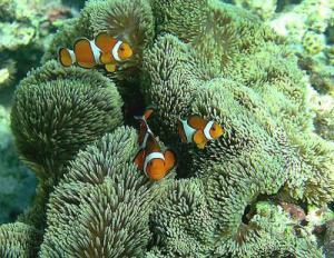 clown fish