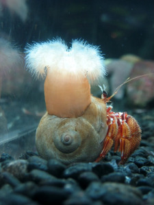Snail