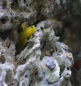 13C Max and baby favid