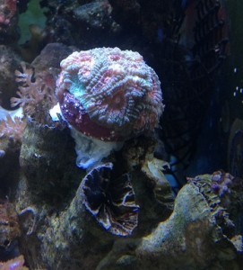 13B Watermelon Favite