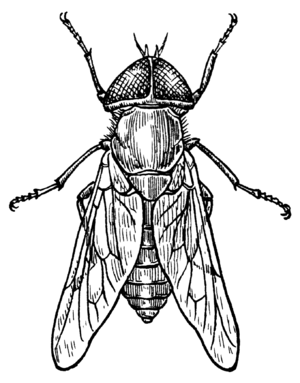 Line art drawing of a gadfly