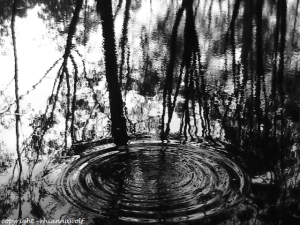 pondripples2