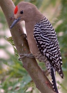 Male Gila Woodpecker. Photo from the Cornell lab, where you can read more about them. Link below.