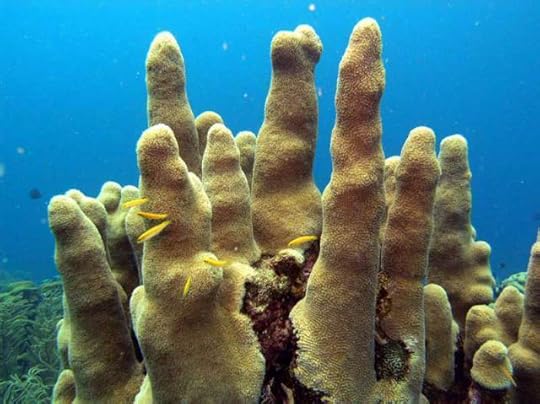 Pillar-Coral