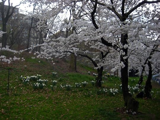 Daffodils