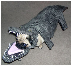 448366209_25180ef76d