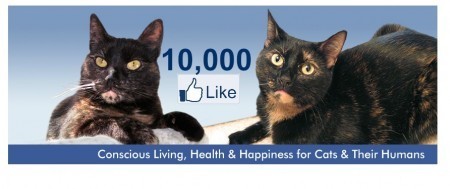 10,000 Facebook likes