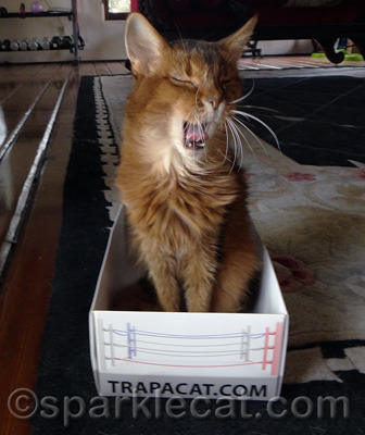 Take THAT, you crazy tortie!