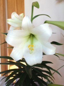 003