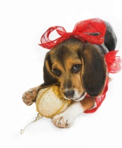 Puppy christmas