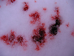 blood in the snow
