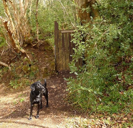 Woodland gate