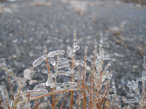 crystal trees