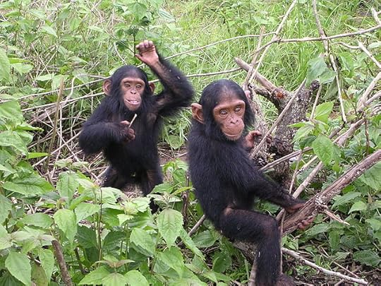 Young chimpanzees from Jane Goodall sanctuary of Tchimpounga (Congo Brazzaville). 12/9/06. Public domain via Wikipedia Commons.