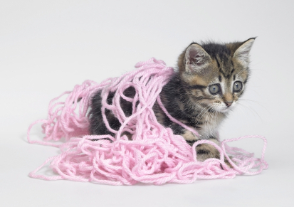 Kitten Tangled up in Yarn
