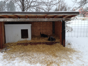 Best doghouse ever! See the puppies in action at http://www.youtube.com/watch?v=mBLMLkz2lqg