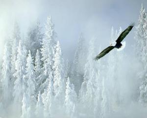 eagel