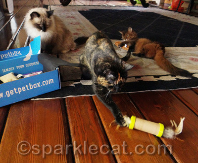 Once again, Boodie has to wait her turn for a toy