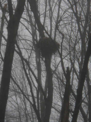 squirrel nest