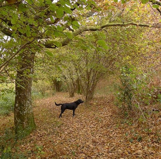 Footpath 8