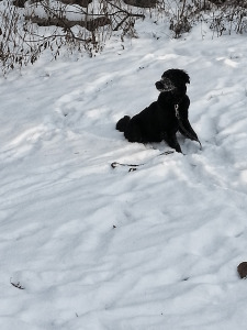 Majestic as Fuck