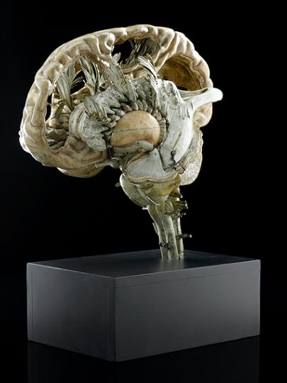 2013-12-09-MindMapsModelofahumanbrainsectionedFrenchfirsthalf19thcenturycreditScienceMuseum2.jpg
