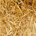 As to why Single Men Date Regional Asian Females