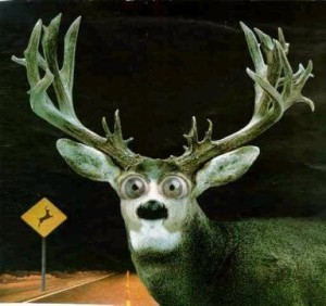 deer_in_the_headlights_look